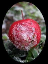 Recette : Fruits givr�s